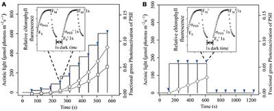 Phytoplankton σPSII and Excitation Dissipation; Implications for Estimates of Primary Productivity